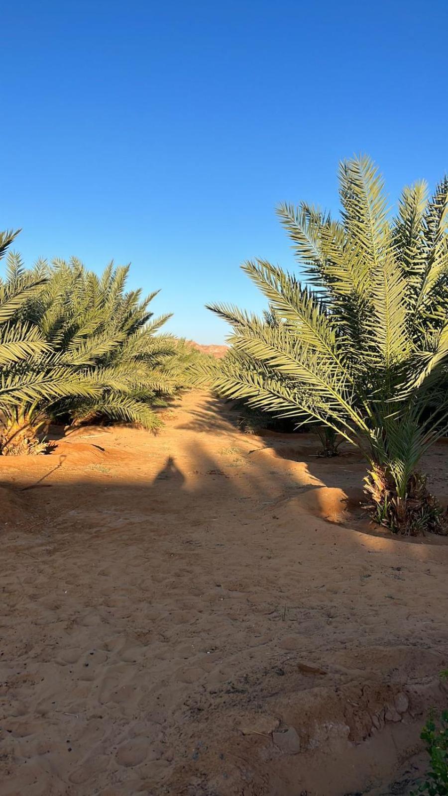 منتجع إستكنان The Quite 2 Apartment Al Ula Luaran gambar